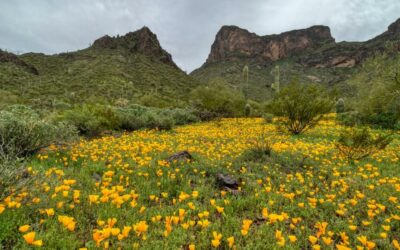 Top 10 Things to Do in Pinal County and Surrounding Areas